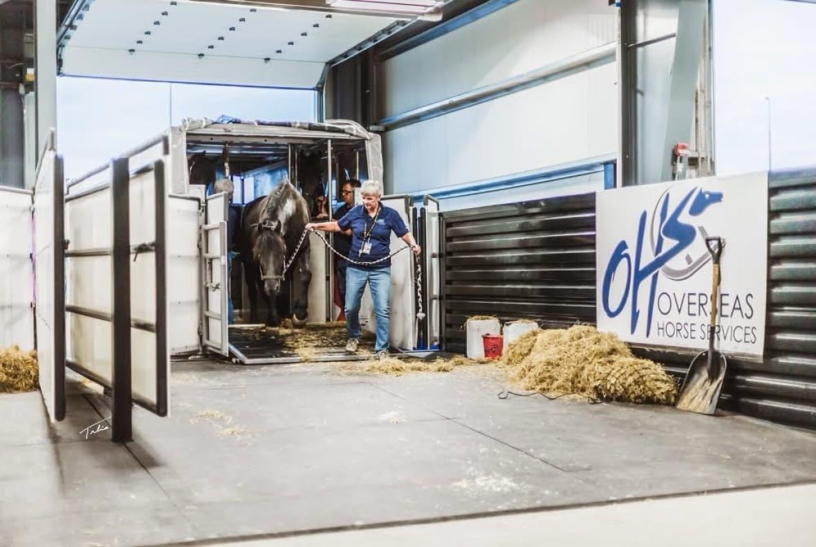 Thorough paperwork and coordination are essential to preparing the horses for their flight from Belgium to Calgary.
