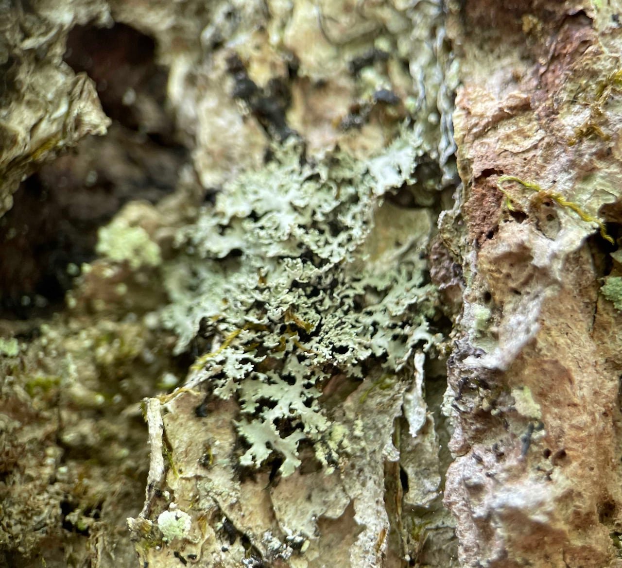 default-109 Green-yellow lichen on tree bark.