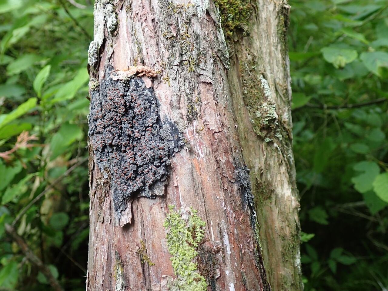 default-110 A mass of white-rimmed shingle lichen that is grey and black on a tree.