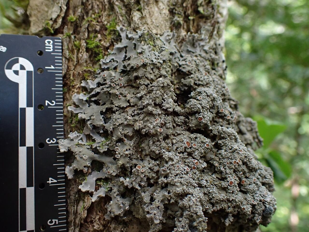 default-111 Grey lichen next to a ruler on tree bark.